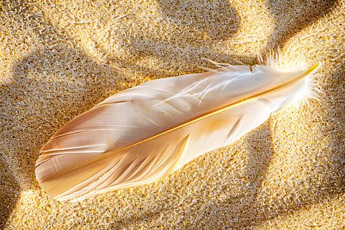 Witte veer op zandstrand