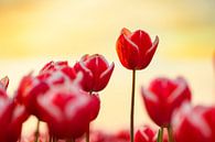 Bloeiende rode tulpen tijdens zonsondergang in Nederland van Sjoerd van der Wal Fotografie thumbnail
