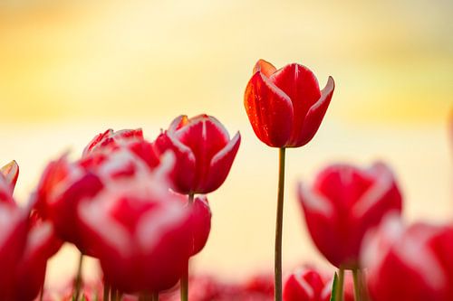 Bloeiende rode tulpen tijdens zonsondergang in Nederland