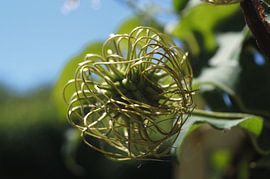 Clematis, Waldrebe, Blütenknospe von Janina S.