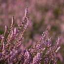 Heide in bloei van Katrin May thumbnail