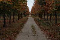 Zwolle forest