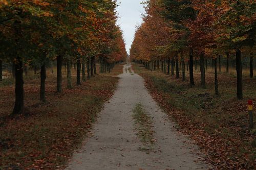 Zwolse bos