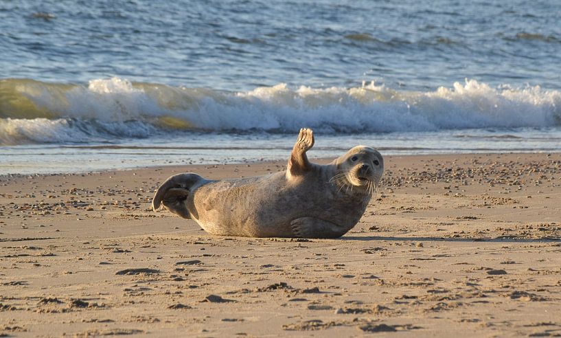 Swinging seal by Karin Cijsouw
