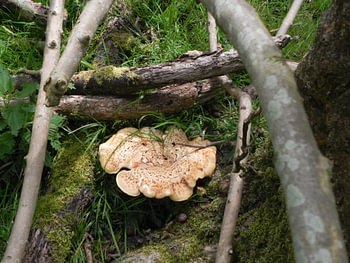 zwammen ( schimmels) in het bos