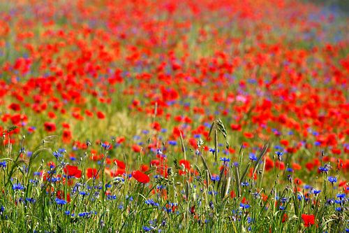 Un champ de coquelicots