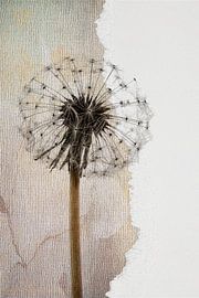 Collage einer Pusteblume, verbrauchte Pusteblume von Studio Pieternel