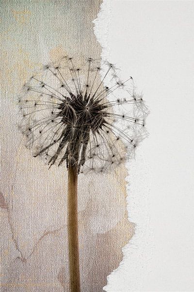Moderne collage van een Dandelion, uitgebloeide paardenbloem van Studio Pieternel