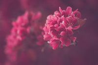 Roze bloesem