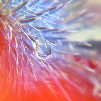 Water droplet and thistle