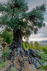 Thousand years old Olive tree von Marco Schep