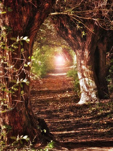 Herfst in De Gavers 9