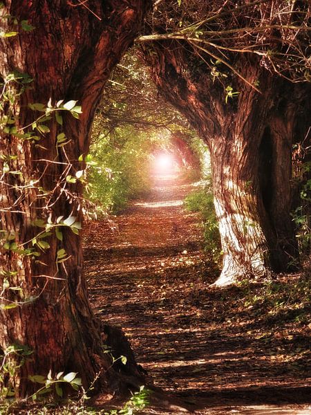 Autumn in The Gavers 9 by Maickel Dedeken