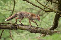 Rode vos ( Vulpes vulpes ) van wunderbare Erde thumbnail