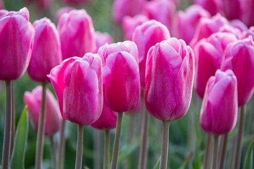 Pink Tulips