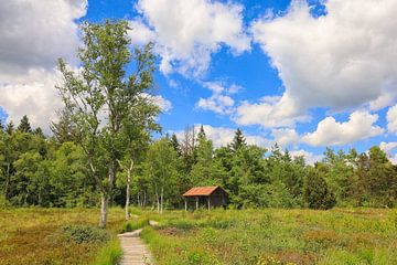 Paysage de roselière avec une ancienne cabane de tourbiers dans la réserve naturelle du Wurzacher Ried sur BlattArt - Christine Horn