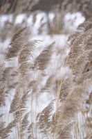 winter riet