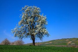 Blühender Kirschbaum von Jürgen Wiesler