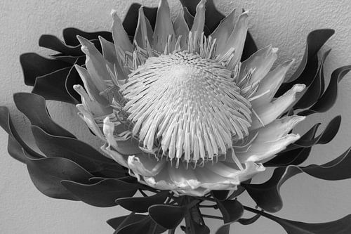 Protea 7