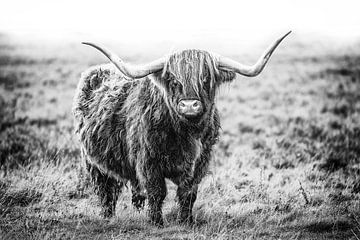 Bœuf des Highlands en noir et blanc sur Annett Mirsberger