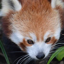 Roter Panda Nahaufnahme von Dennis Mullenders