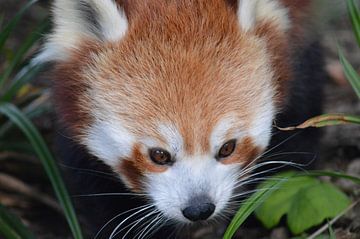 Rode panda close-up van Dennis Mullenders