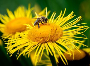 Macro of a bee on a yellow flower by ManfredFotos