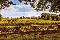 Ubachsberg vineyard