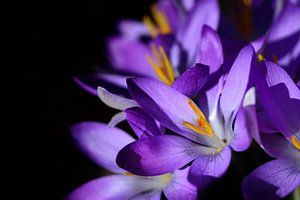 Blühender lila Krokus vor dunklem Hintergrund von Ulrike Leone