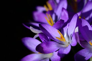 Crocus violet en fleur sur fond sombre sur Ulrike Leone