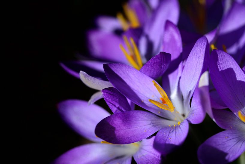Blühender lila Krokus vor dunklem Hintergrund von Ulrike Leone