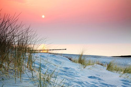 Gras in de duinen bij de zee van Frank Herrmann