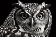 Black-and-white owl close-up art by Art & Soul Creations thumbnail