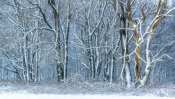 Winter landschap