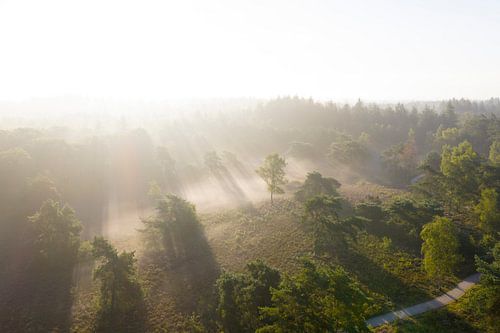 Zonsopgang boven een mistig bos tijdens een zomerochtend