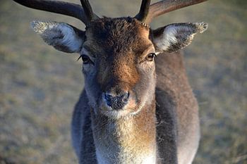 Ein Damhirsch in den Dünen der Amsterdamer Wasserversorgung