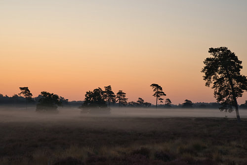 Nebel im Morgenlicht auf den Drunener Dünen.