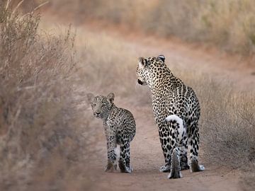 Mutter und Tochter Leopard