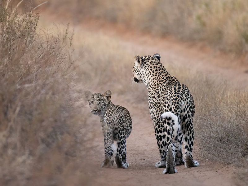 Mutter und Tochter Leopard von Sandra de Swart