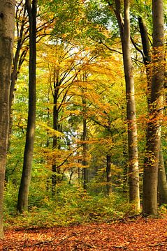 Beukenbos met herfstkleuren van Corinne Welp