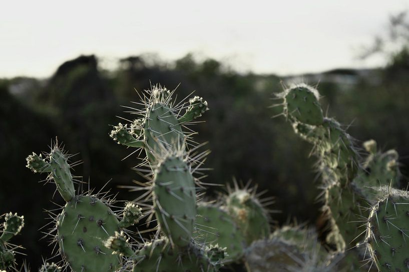 Curaçao - Cactus par Rowenda Hulsebos