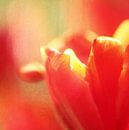 red tulip van Lory van der Neut thumbnail