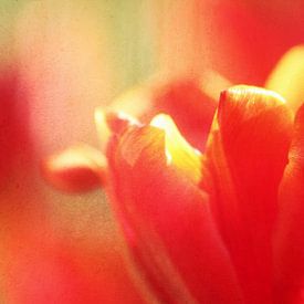 tulipe rouge sur Lory van der Neut