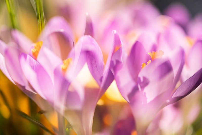 crocus fleuris par Karin Riethoven