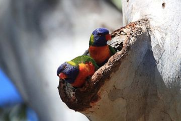 Regenboogparkiet, Queensland, Australië van Frank Fichtmüller