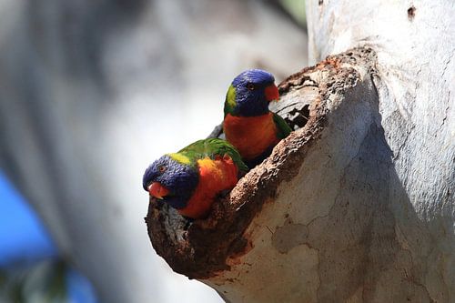 Rainbow Lorikeet, Queensland, Australie