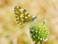 Papillon éthiopien