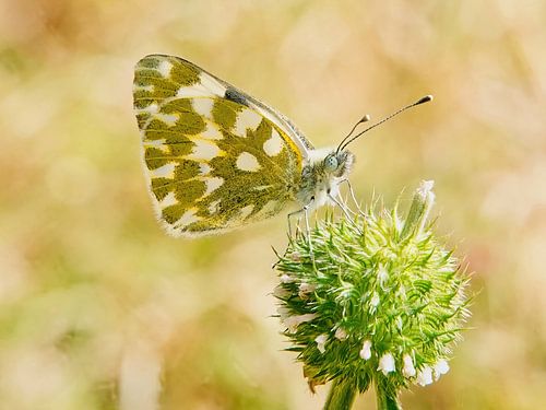Ethiopian butterfly