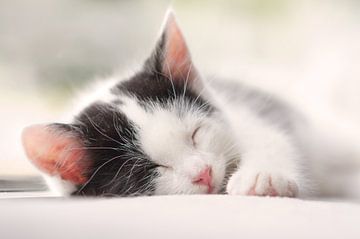 Kitten in slaap van Dagmar Hijmans