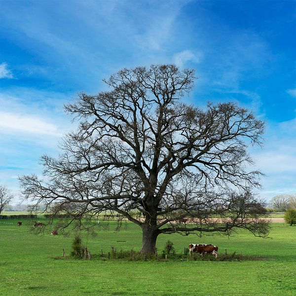 Vache par Hans van Kilsdonk Fotografie